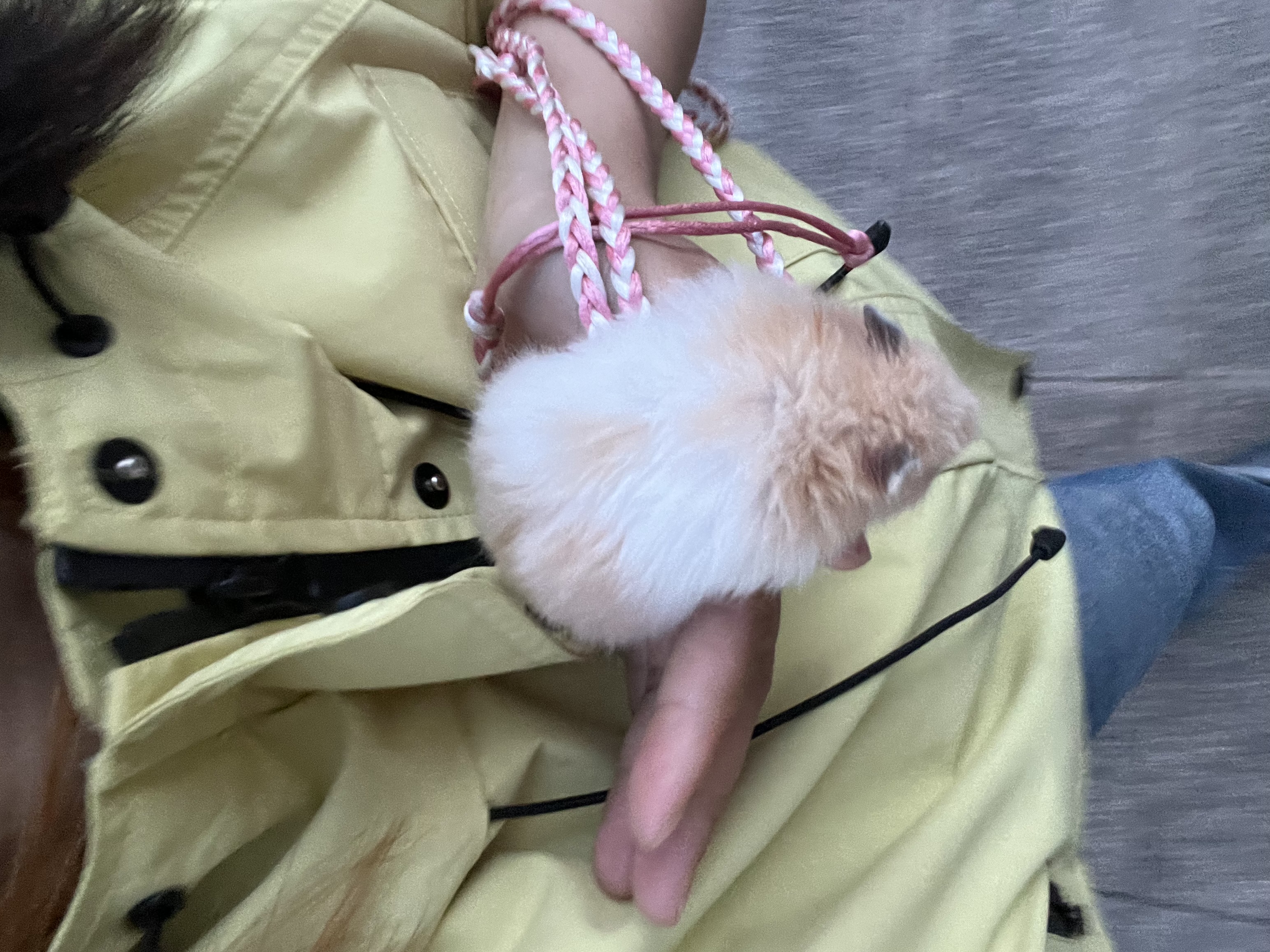 图片附件