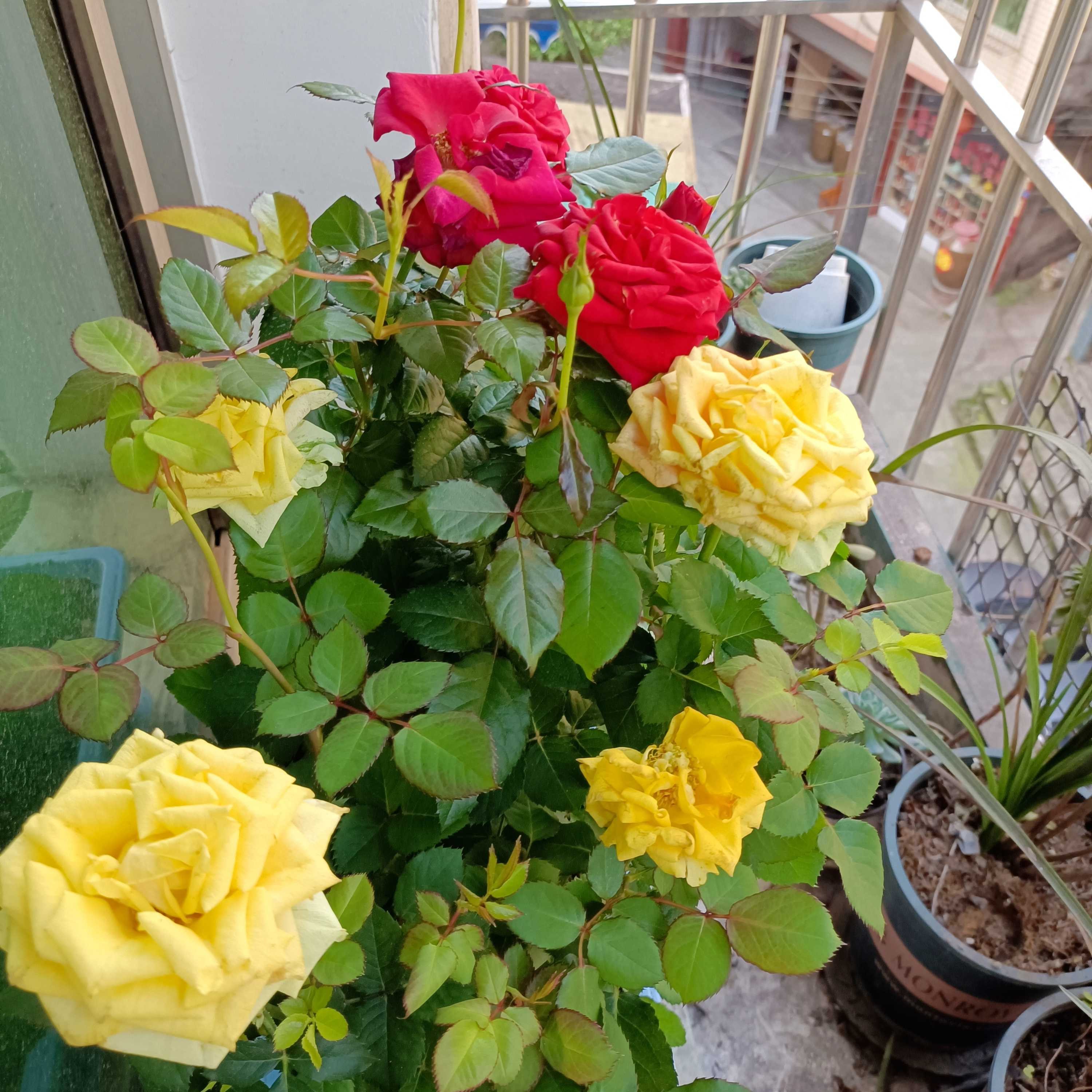 图片附件