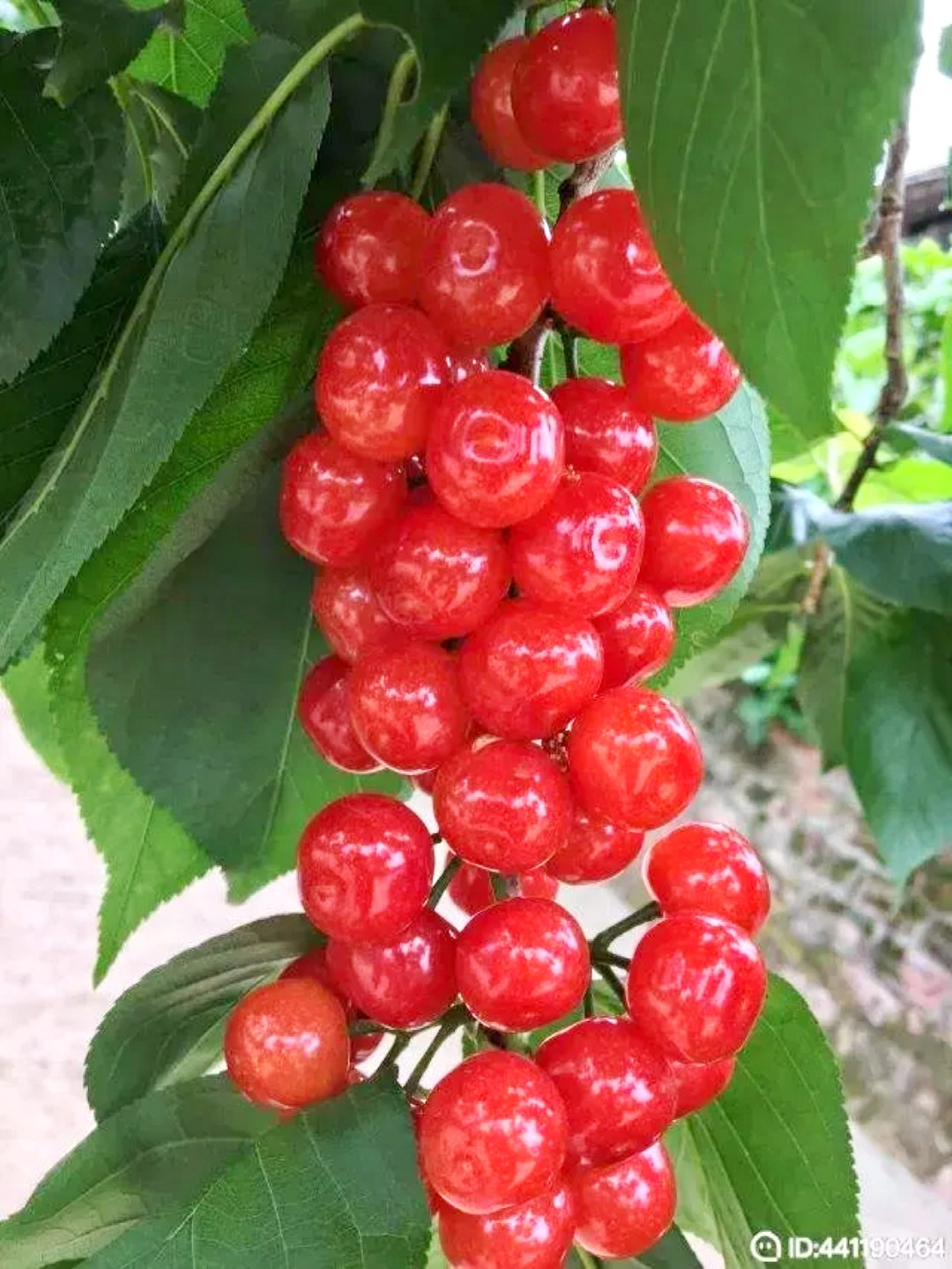 图片附件