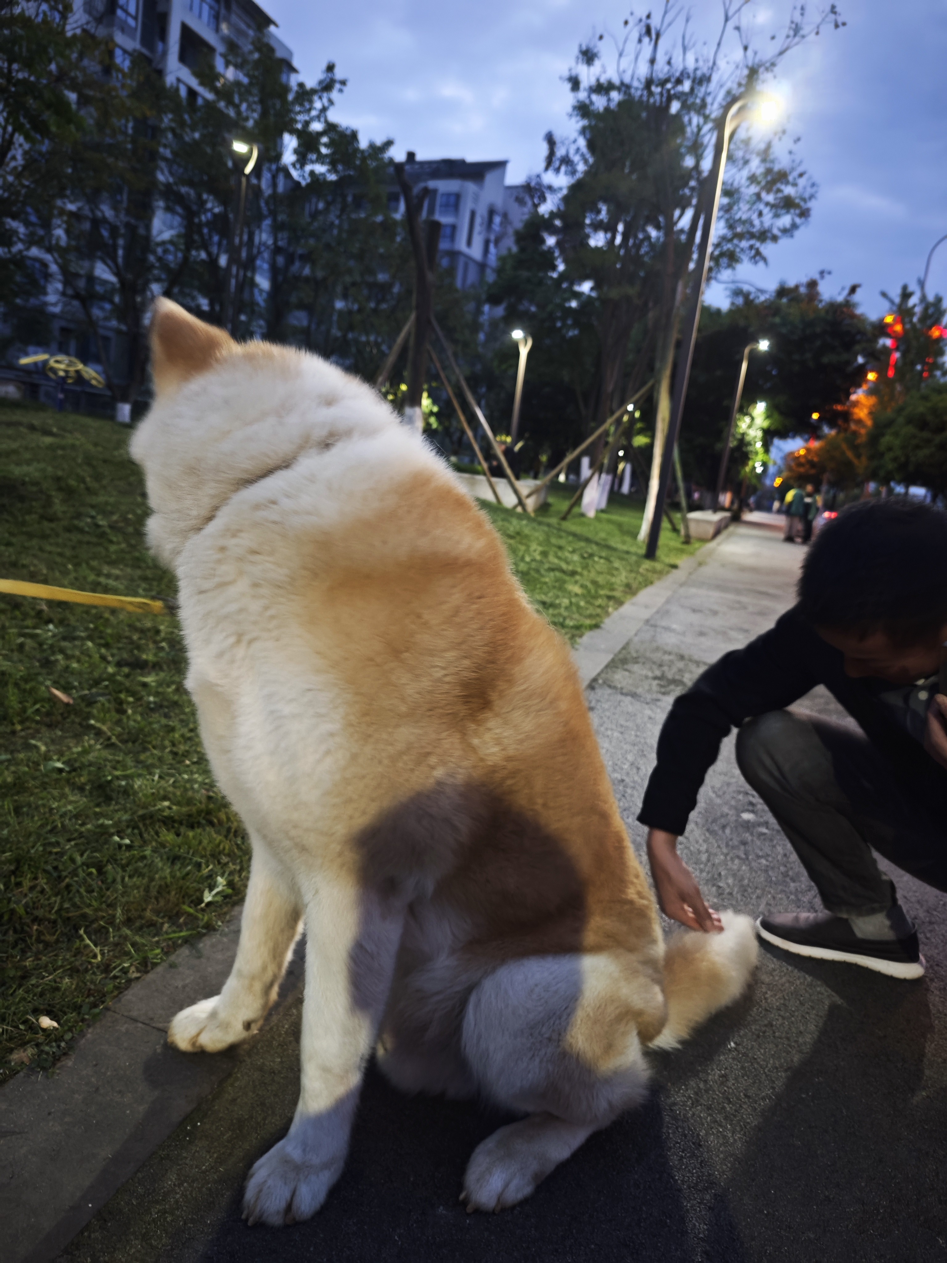 图片附件