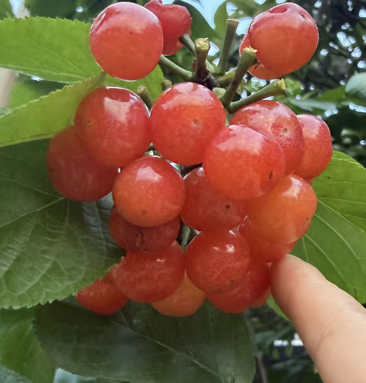 图片附件