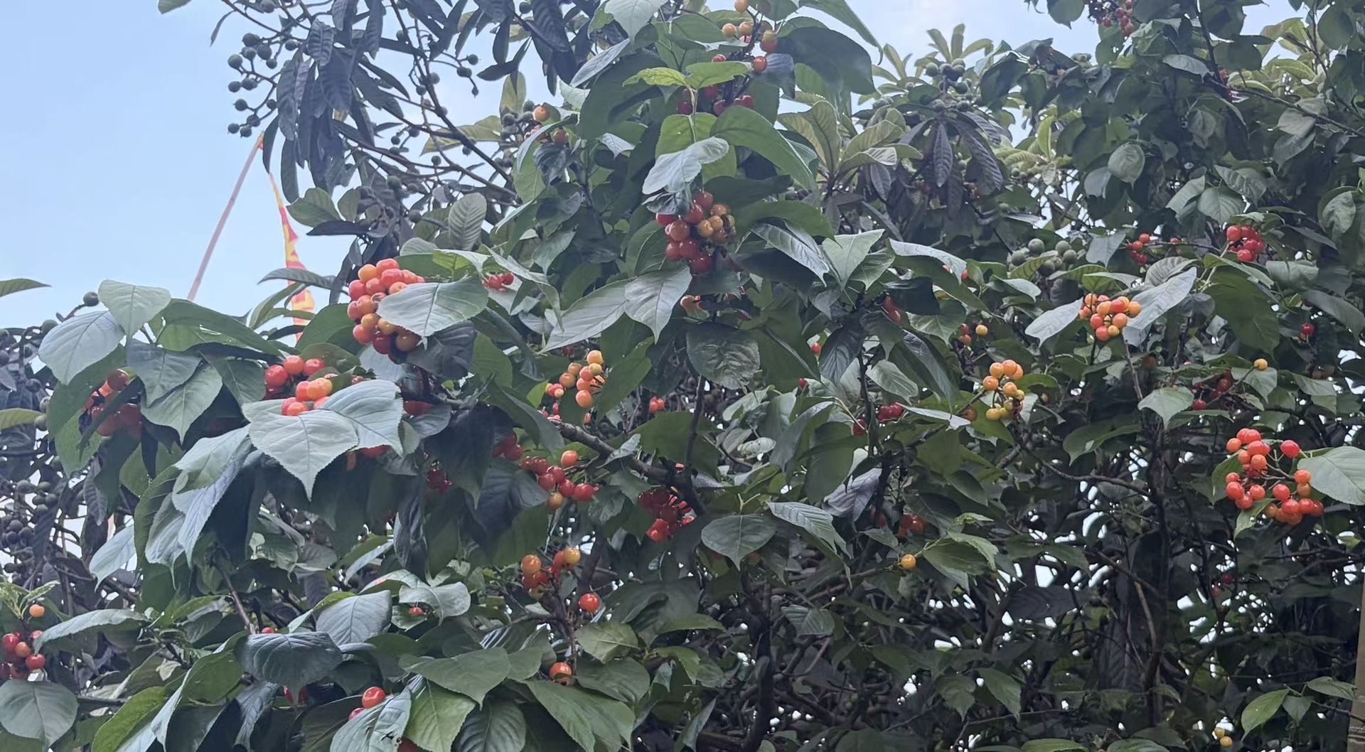 图片附件