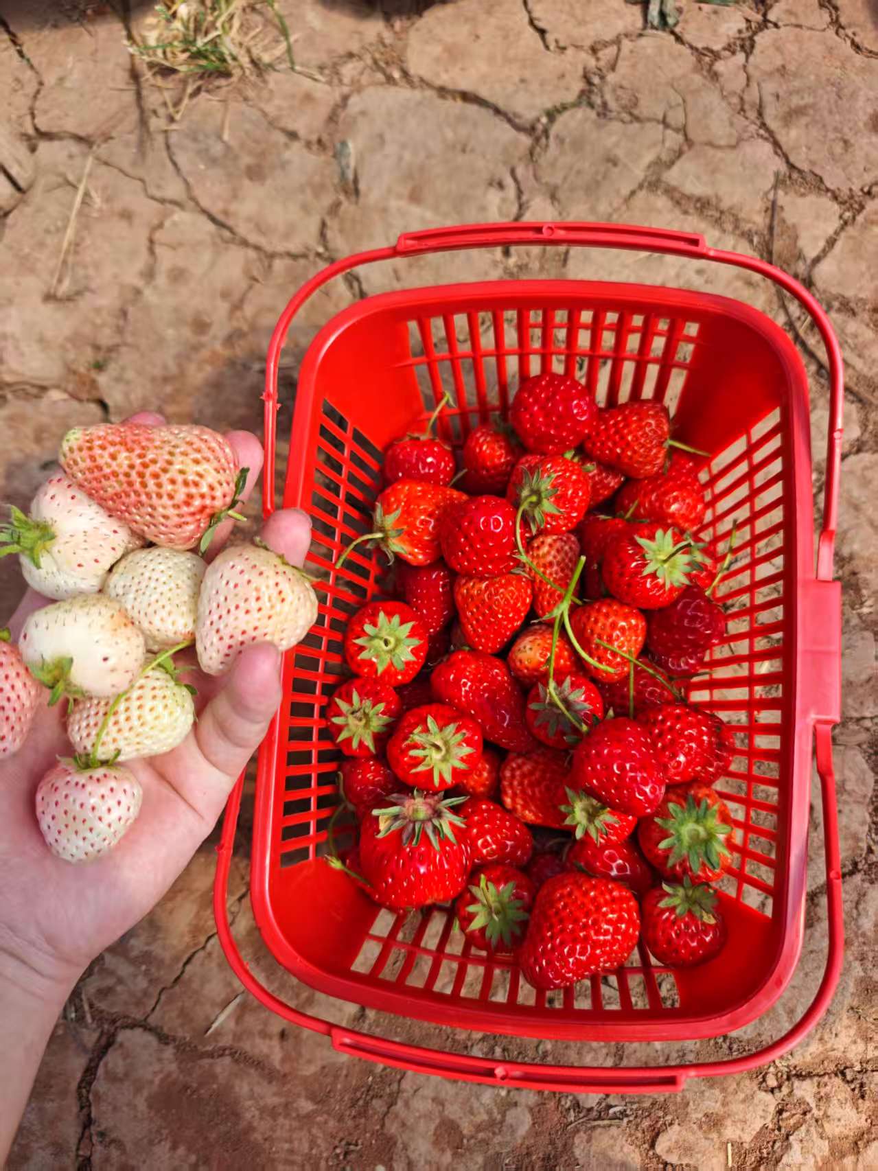 图片附件