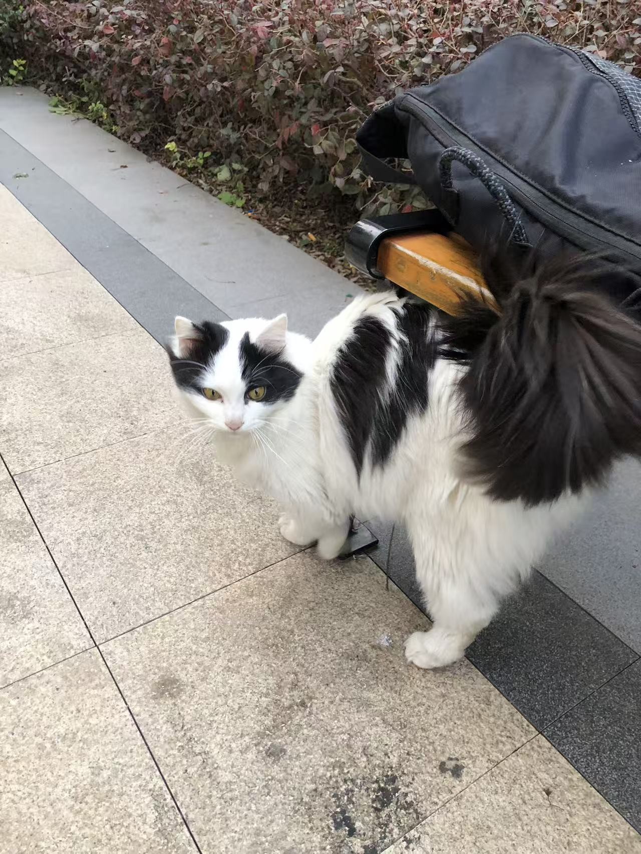 图片附件