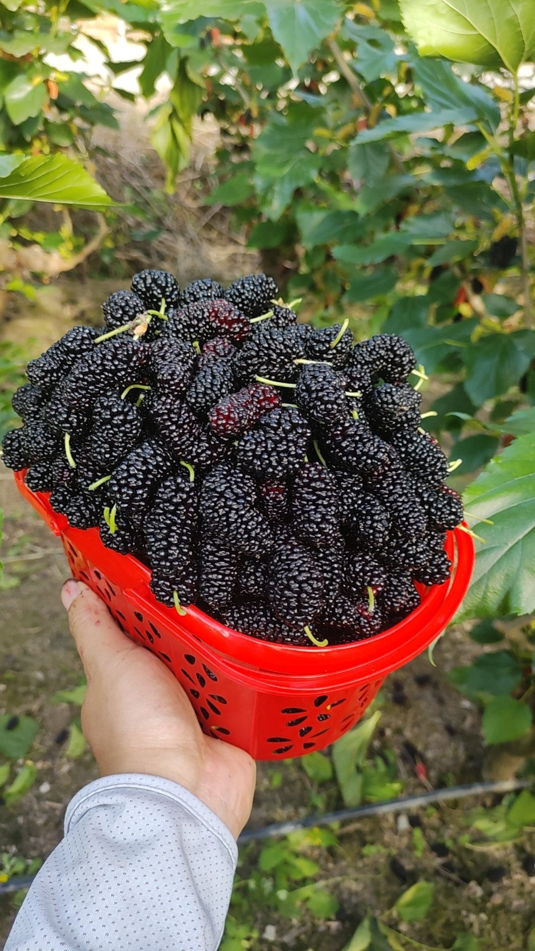 图片附件