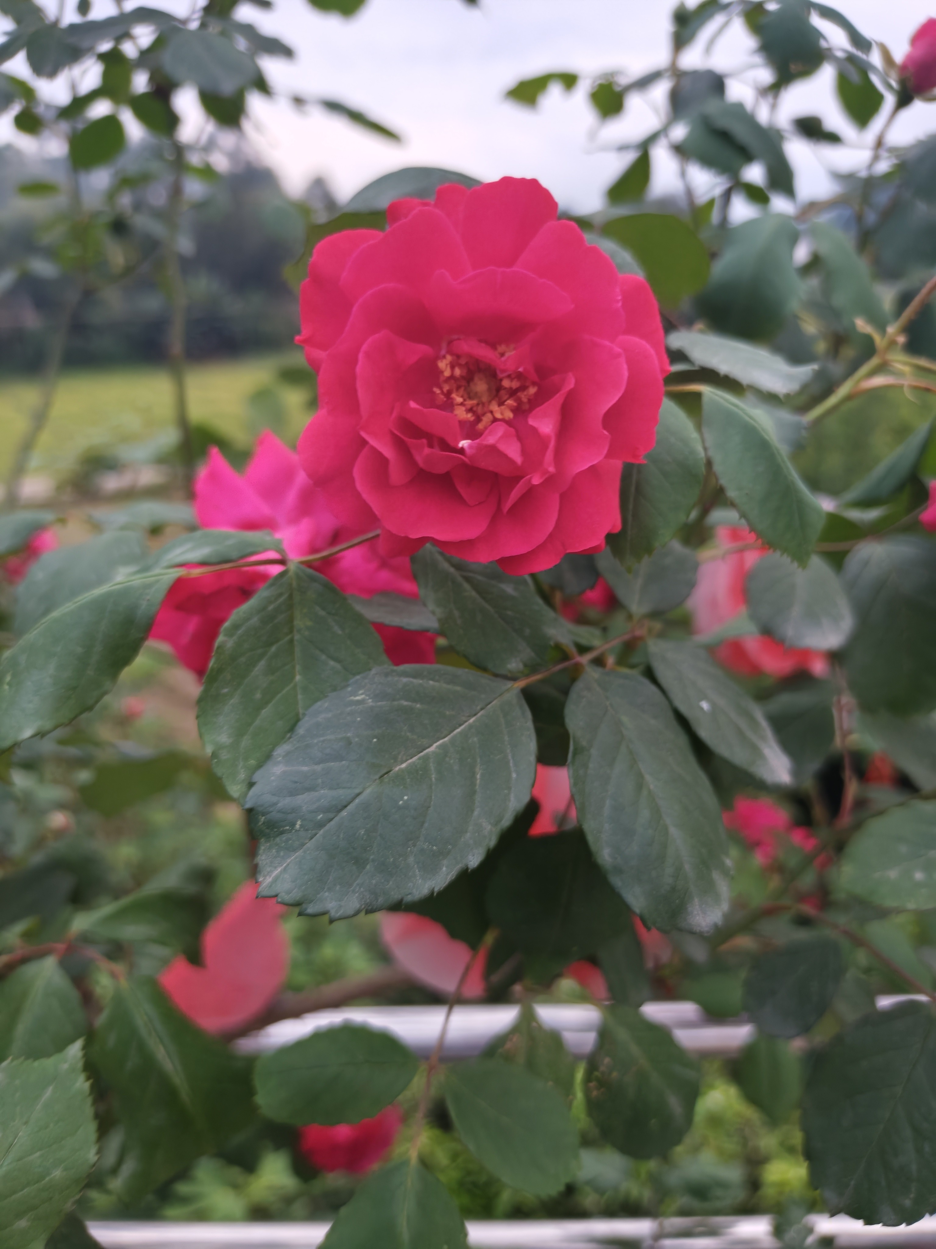 图片附件