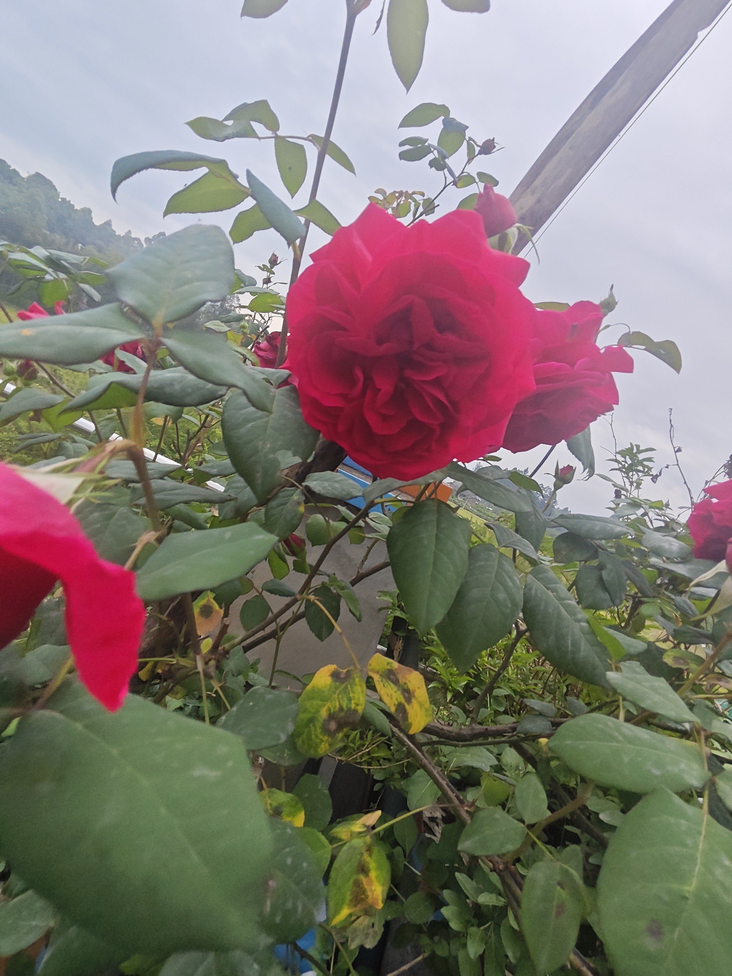 图片附件