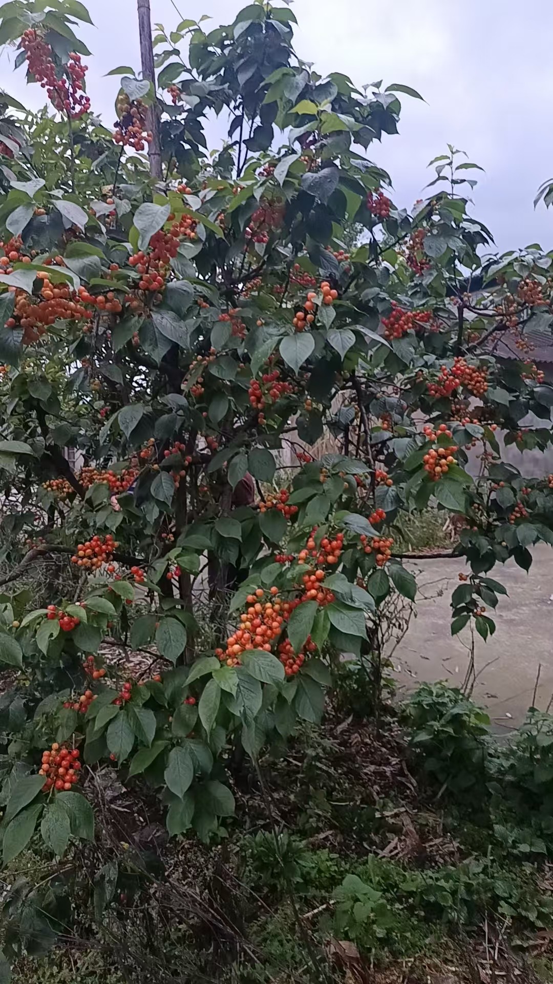 图片附件