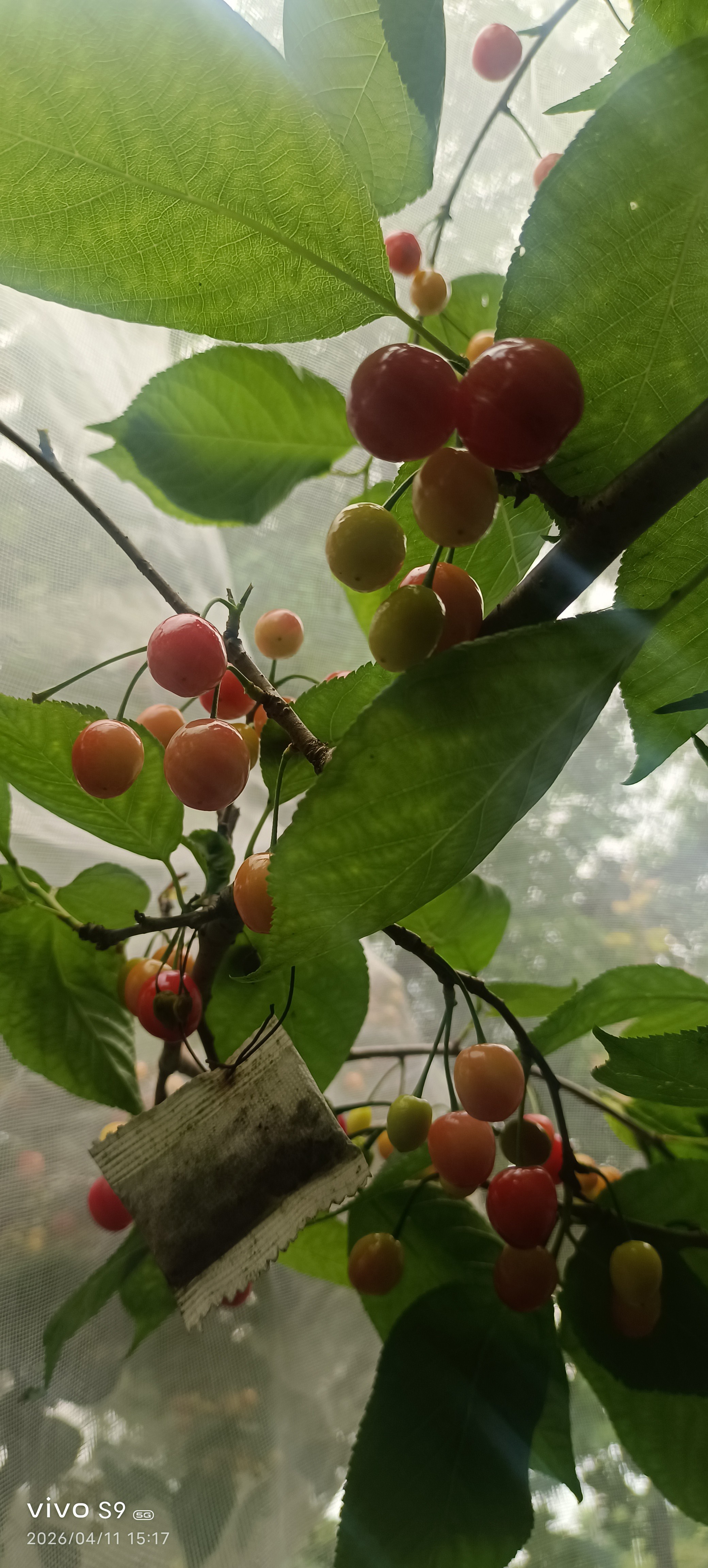 图片附件