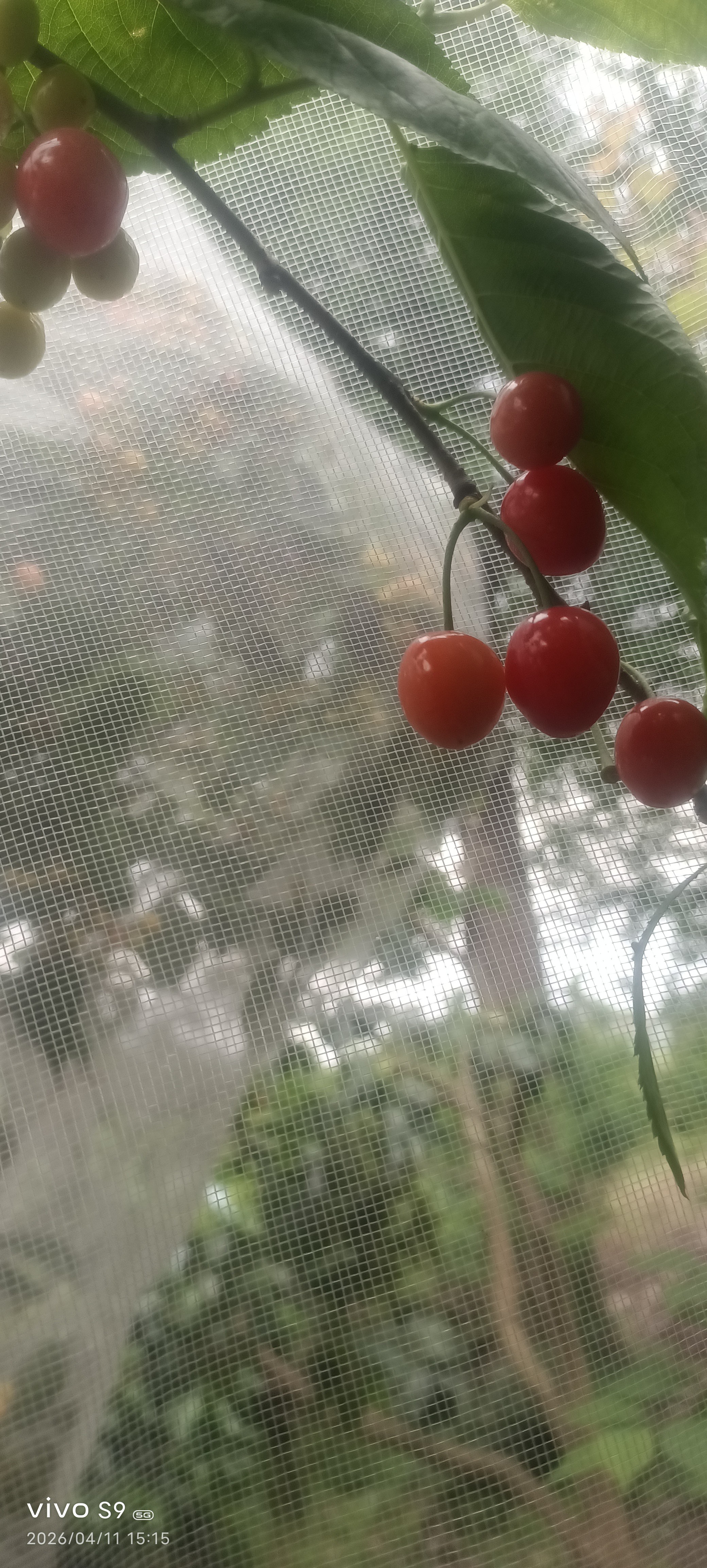 图片附件