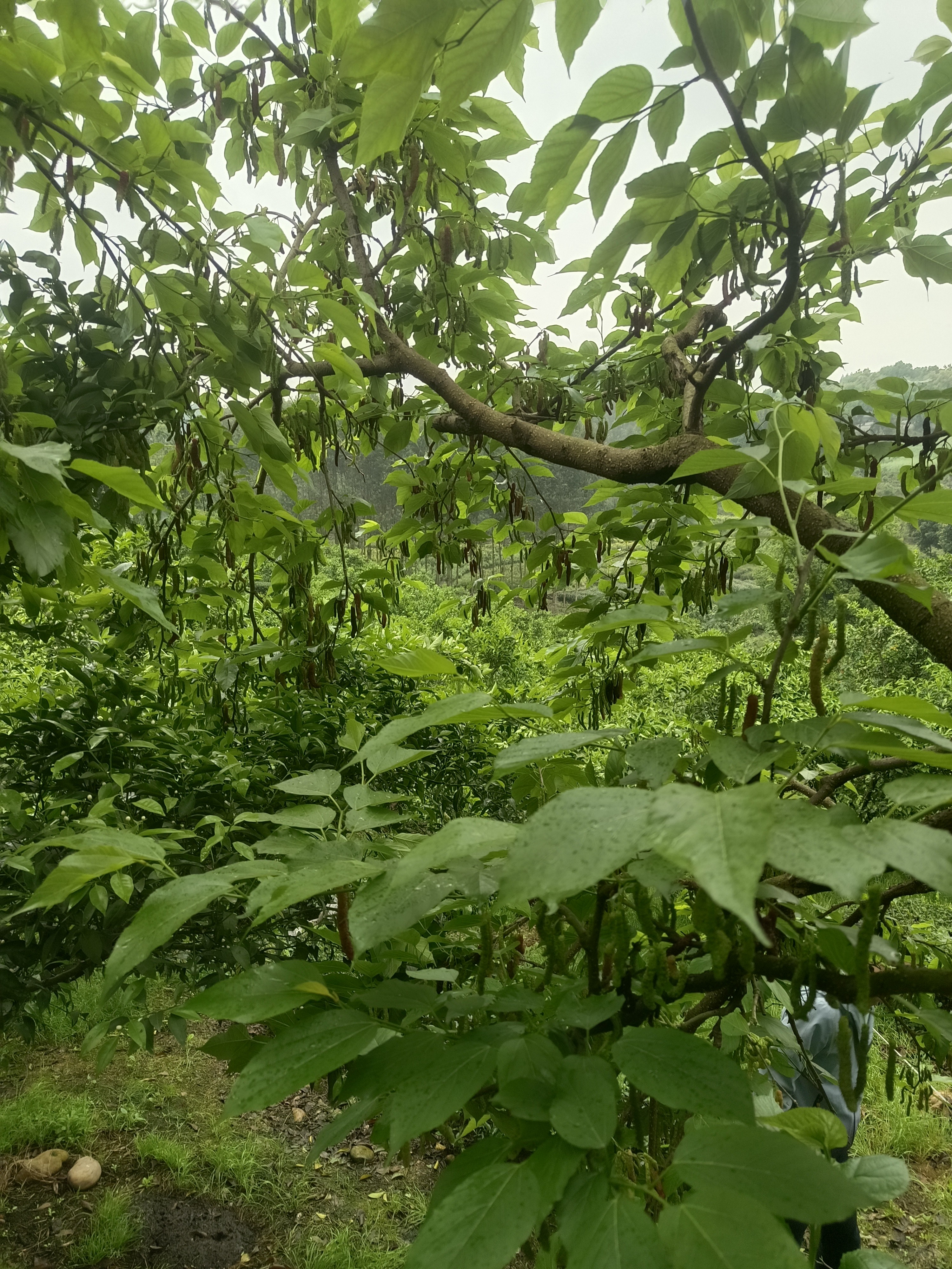 图片附件