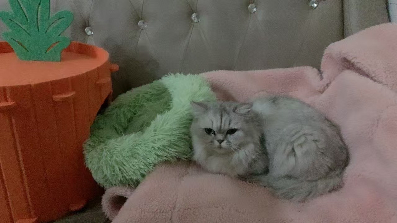 图片附件