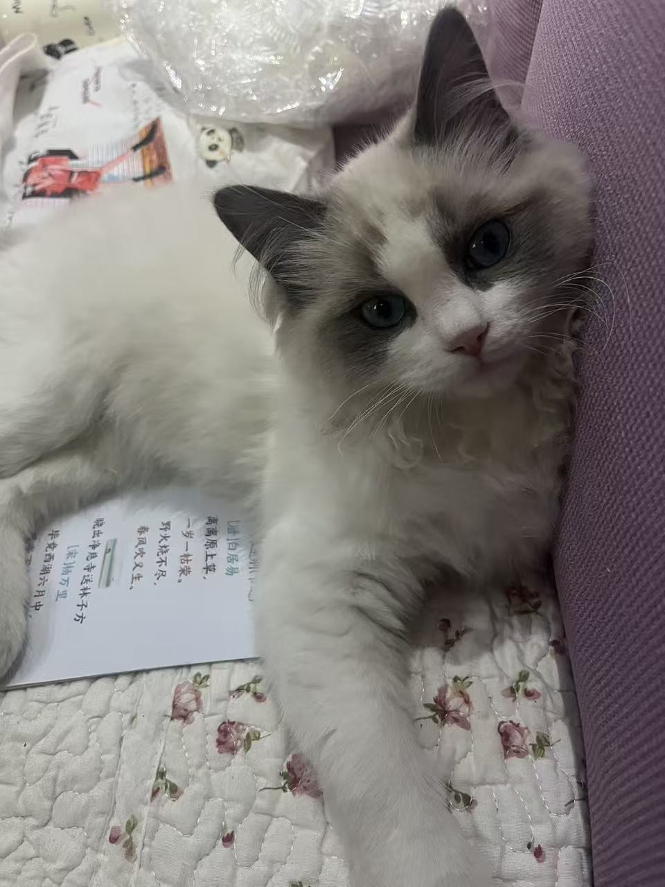图片附件