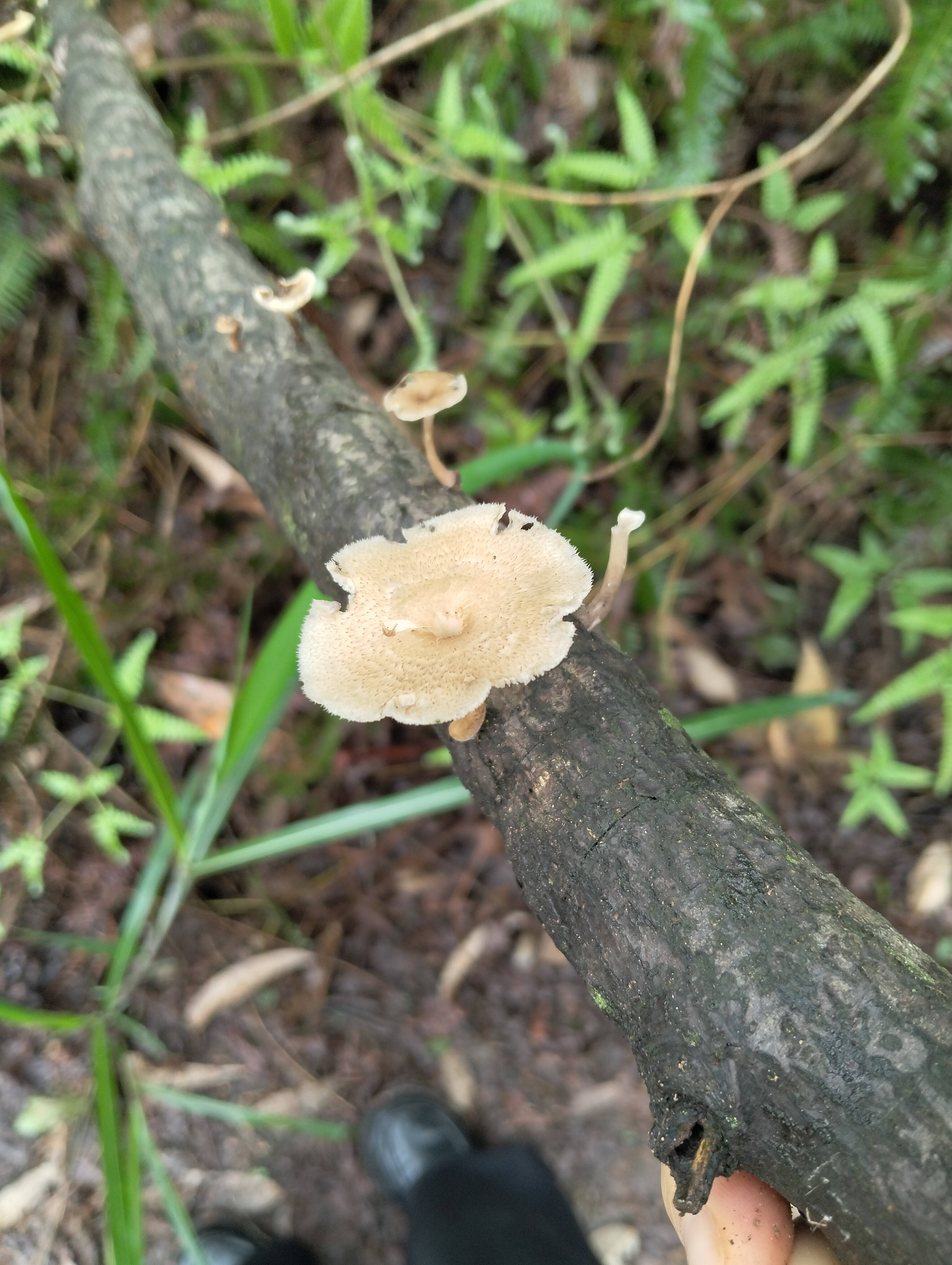 图片附件