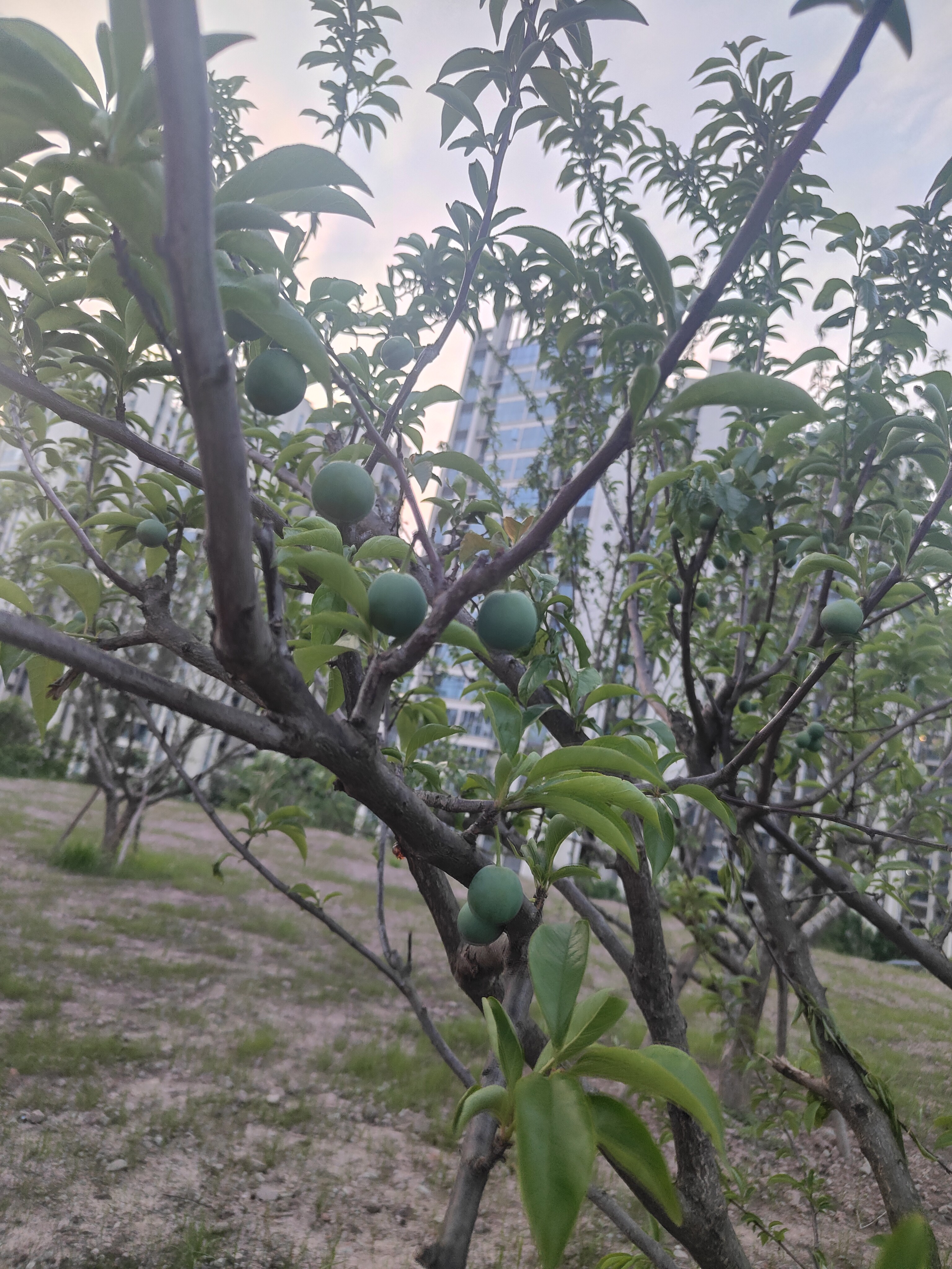 图片附件