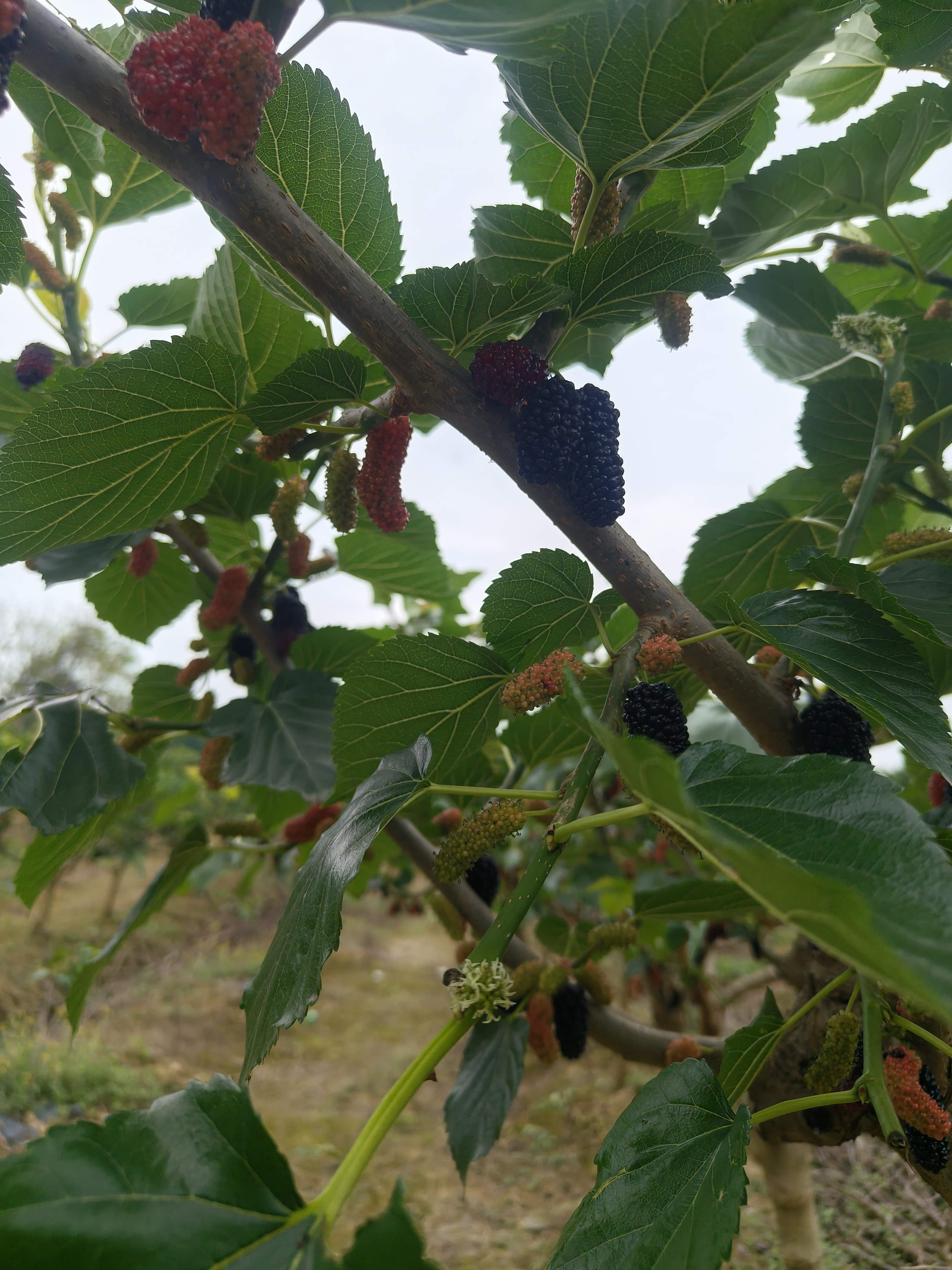 图片附件