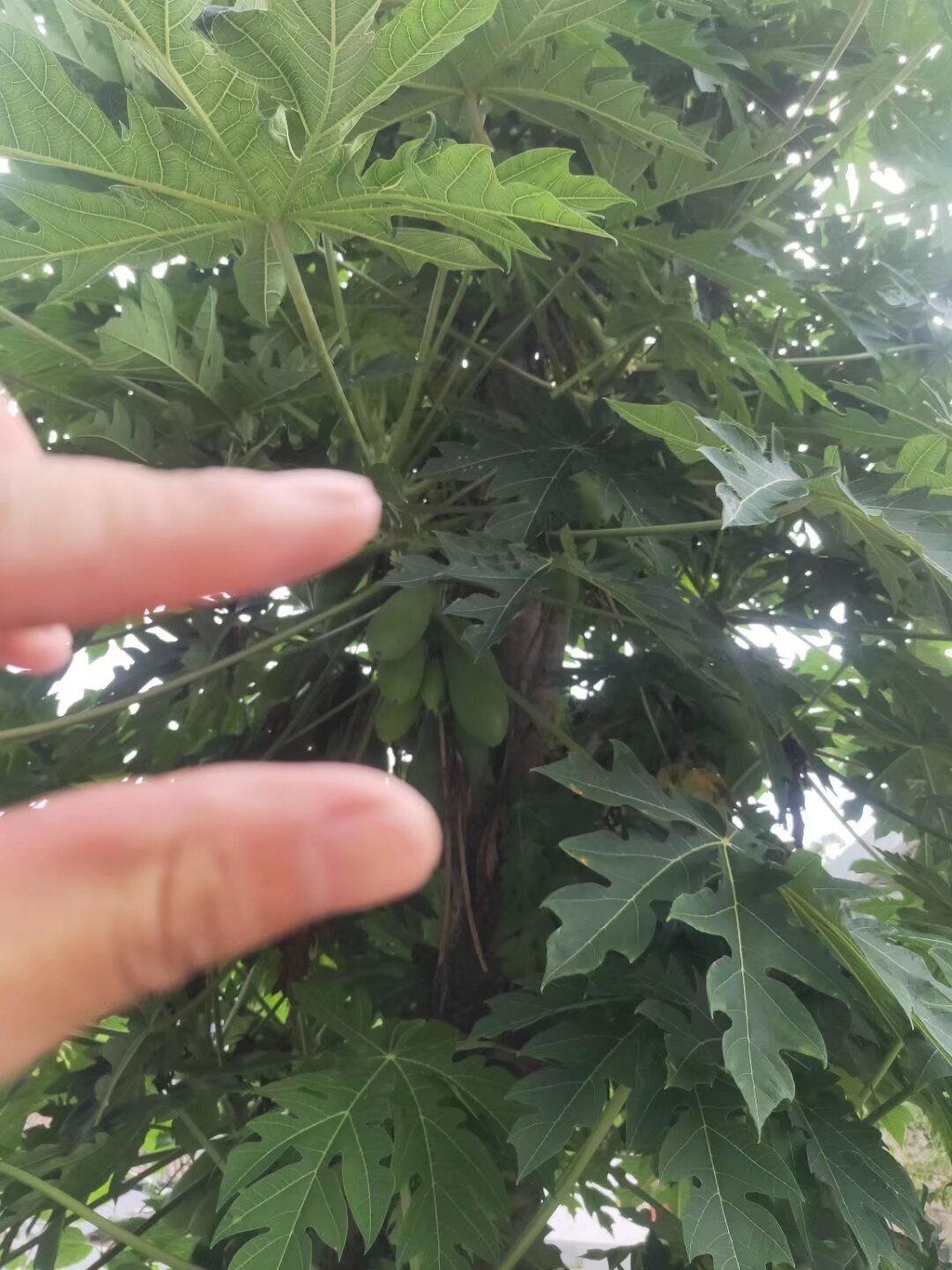 图片附件