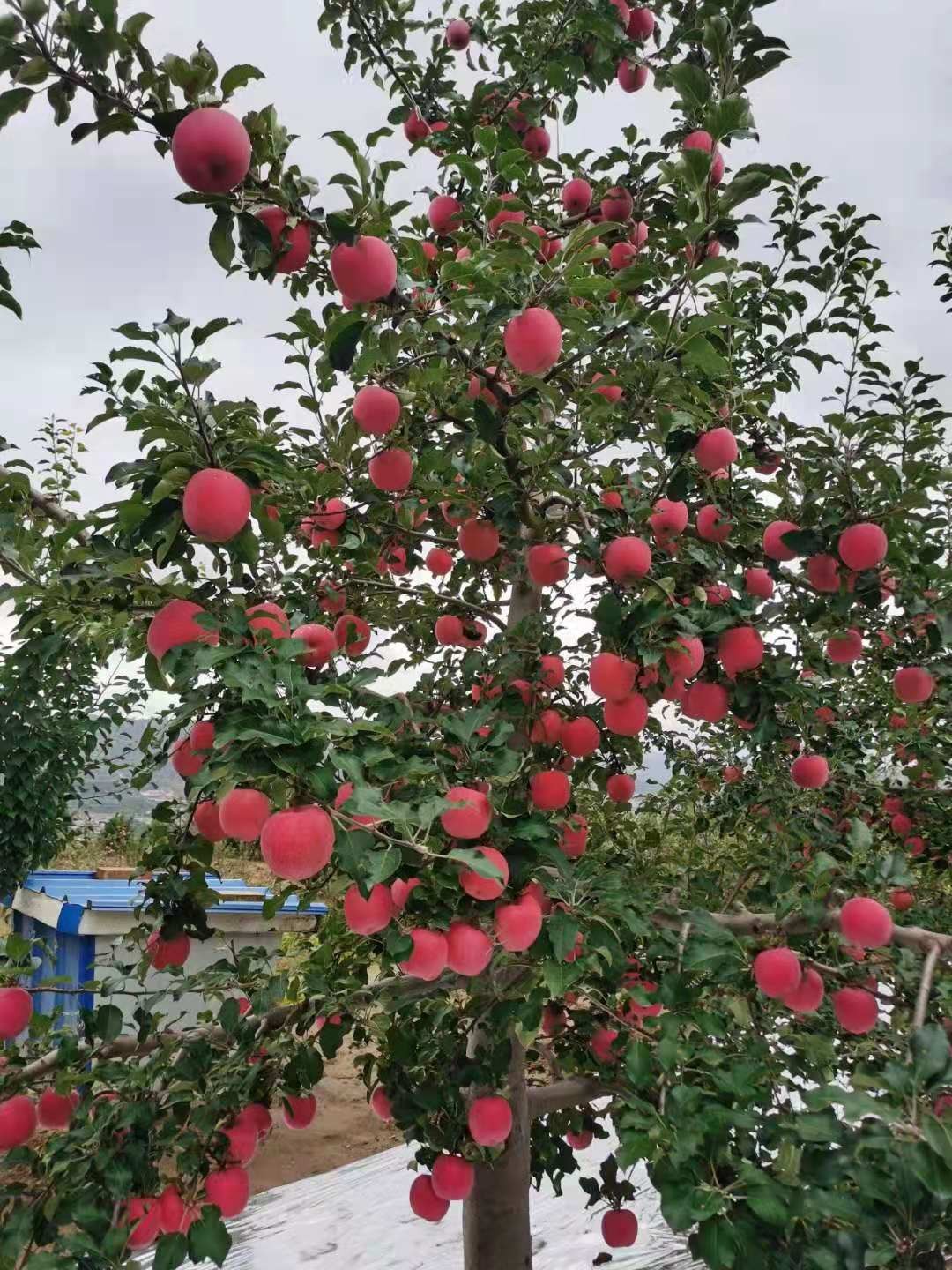 图片附件