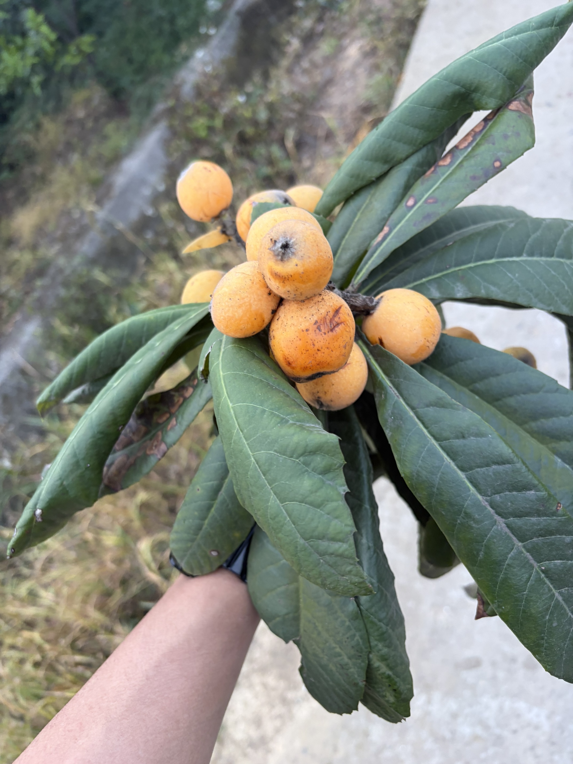 图片附件