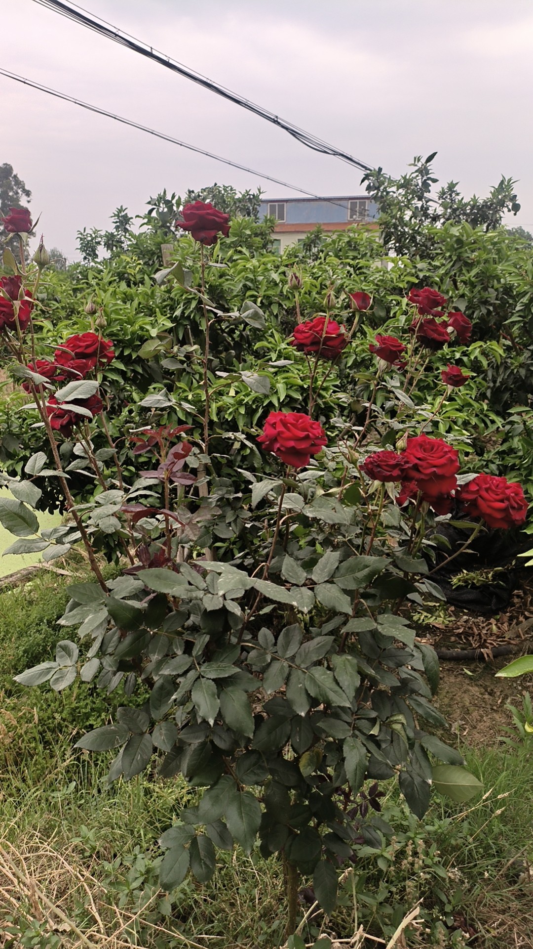 图片附件