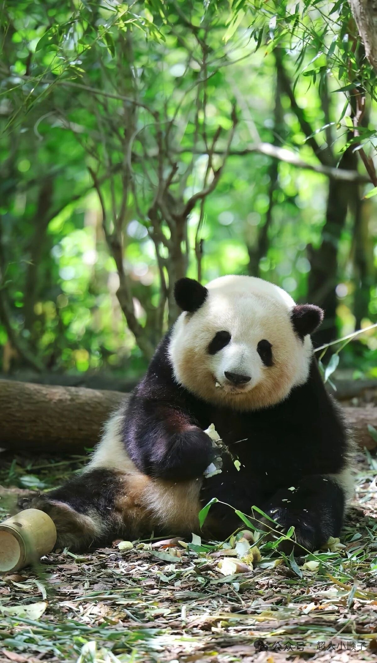 图片附件