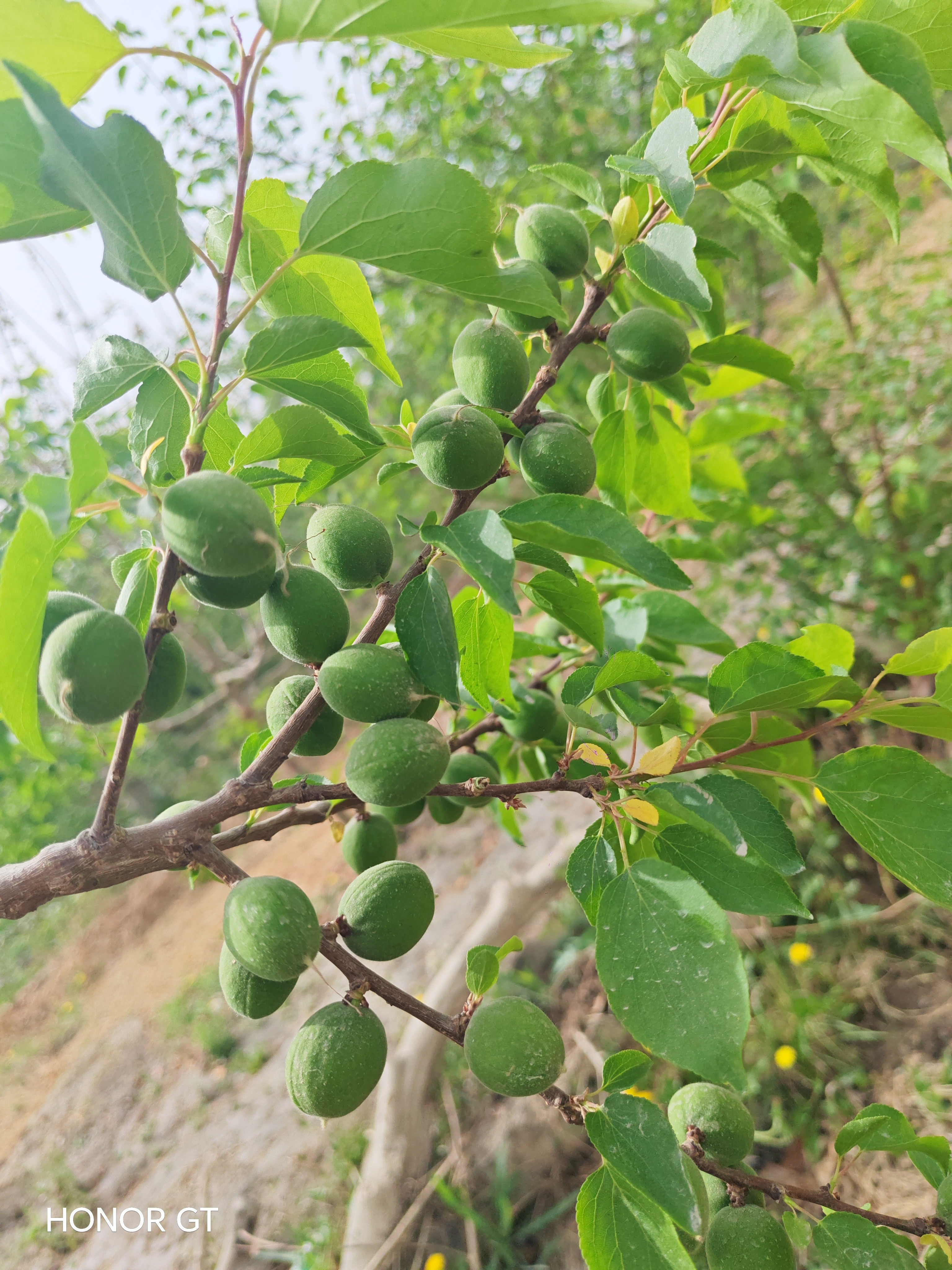 图片附件