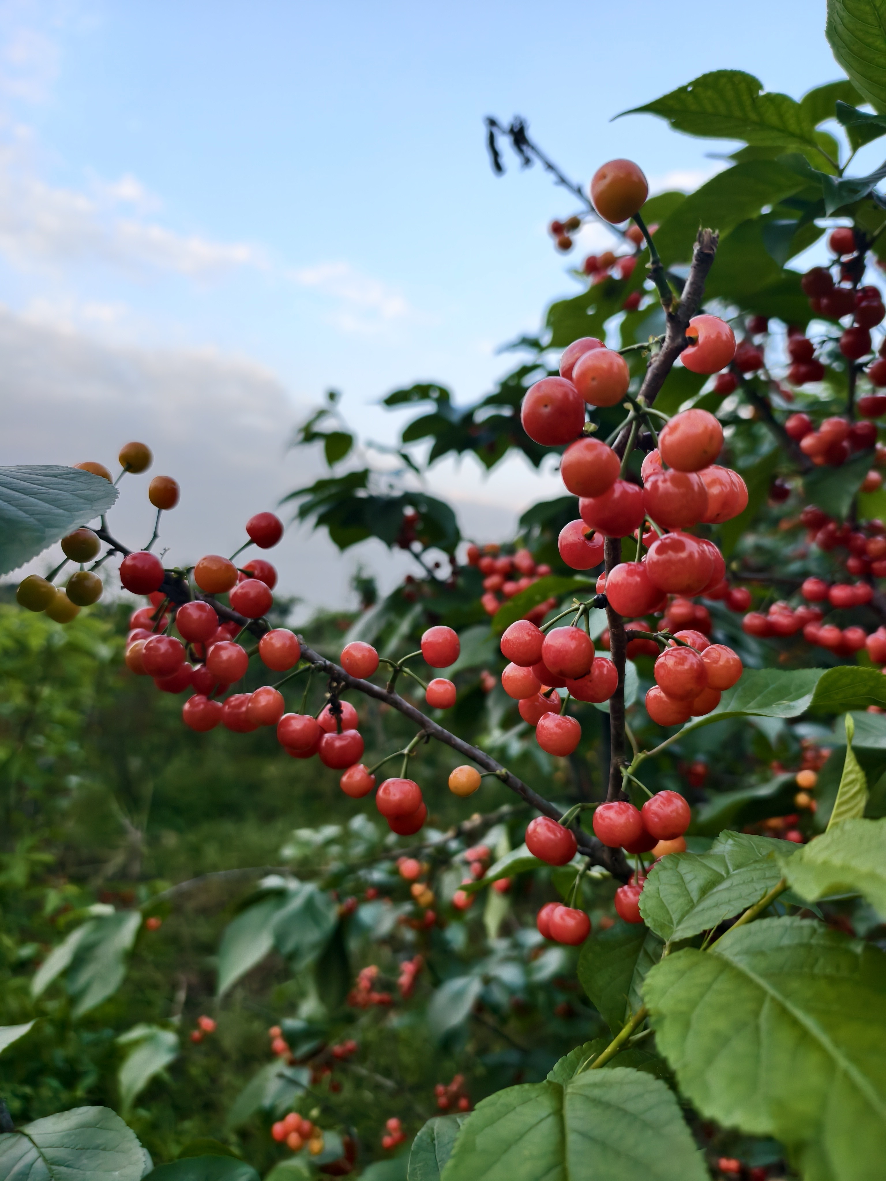图片附件