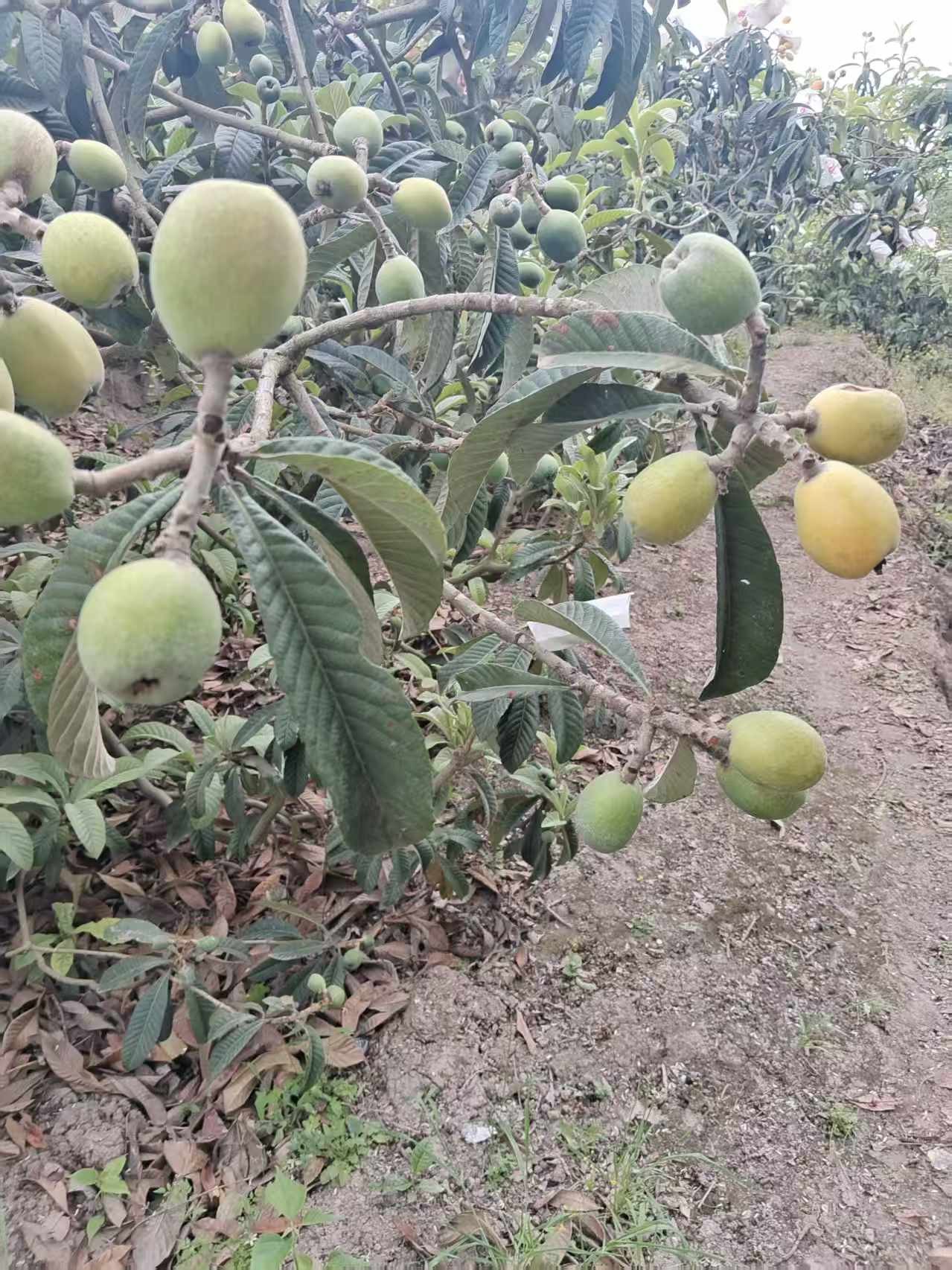 图片附件