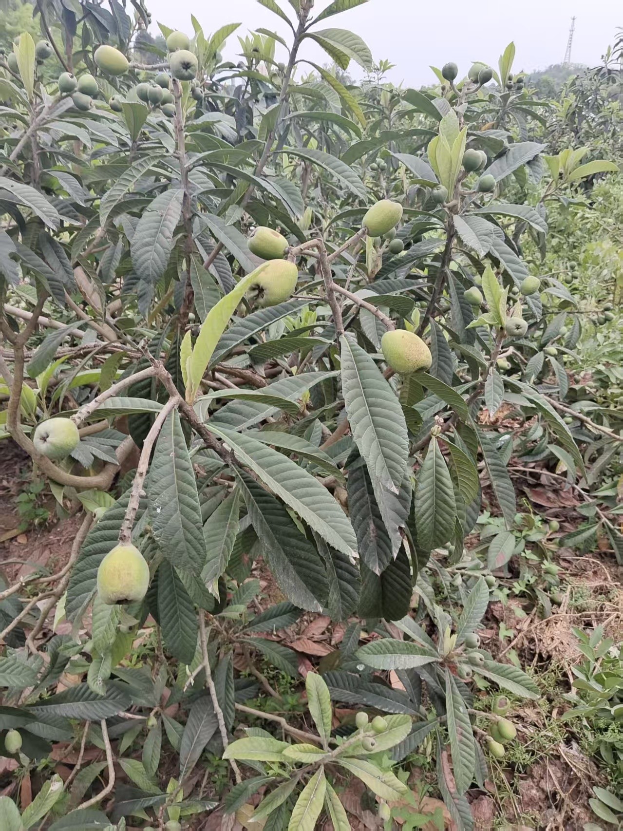图片附件