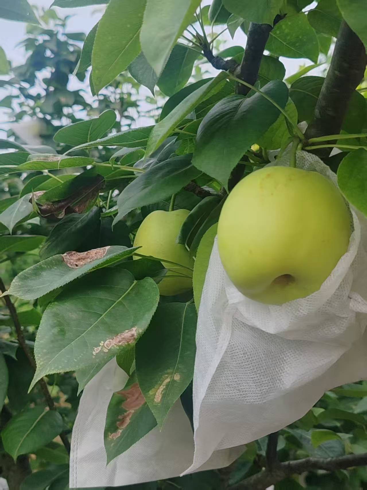 图片附件