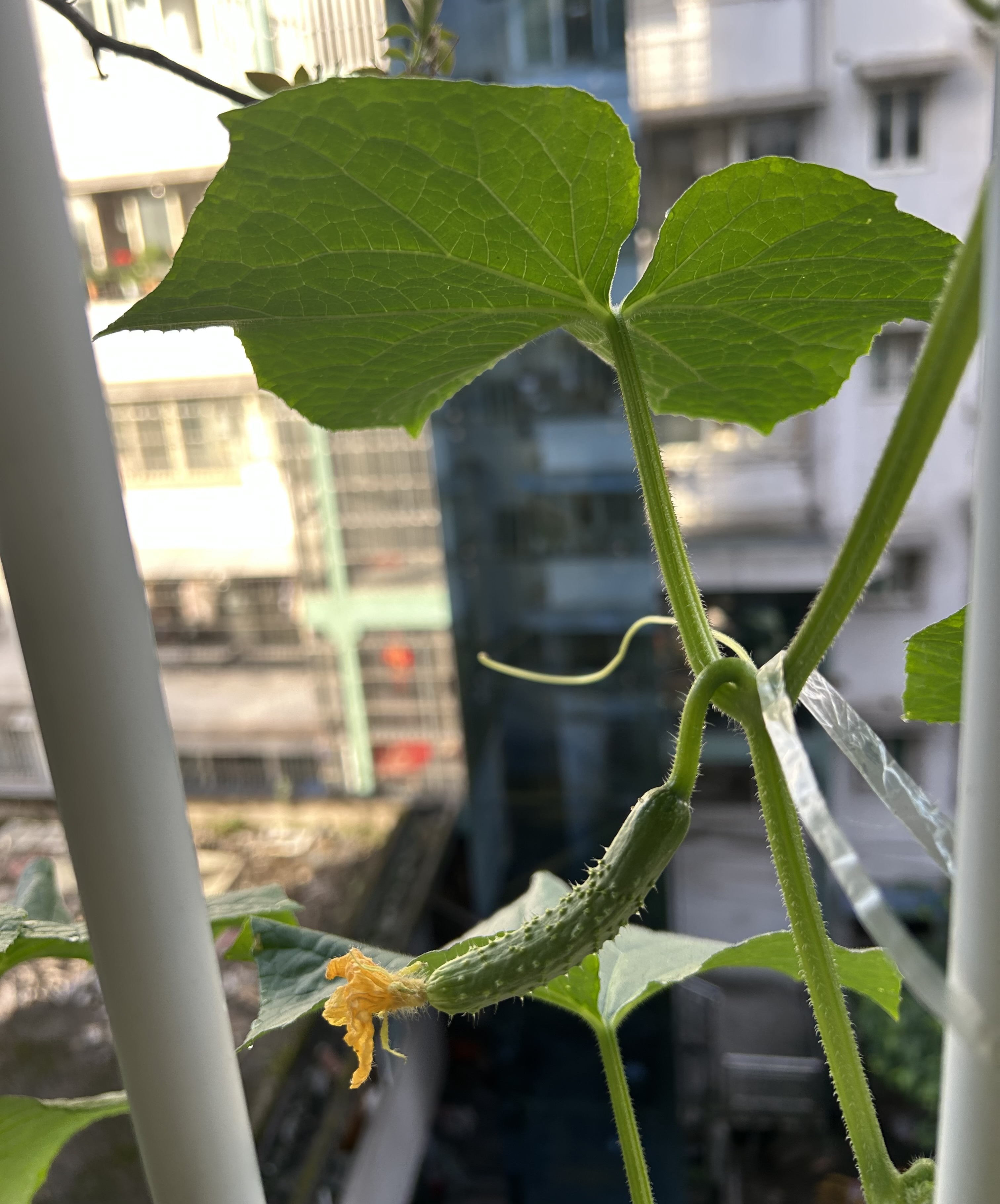 图片附件