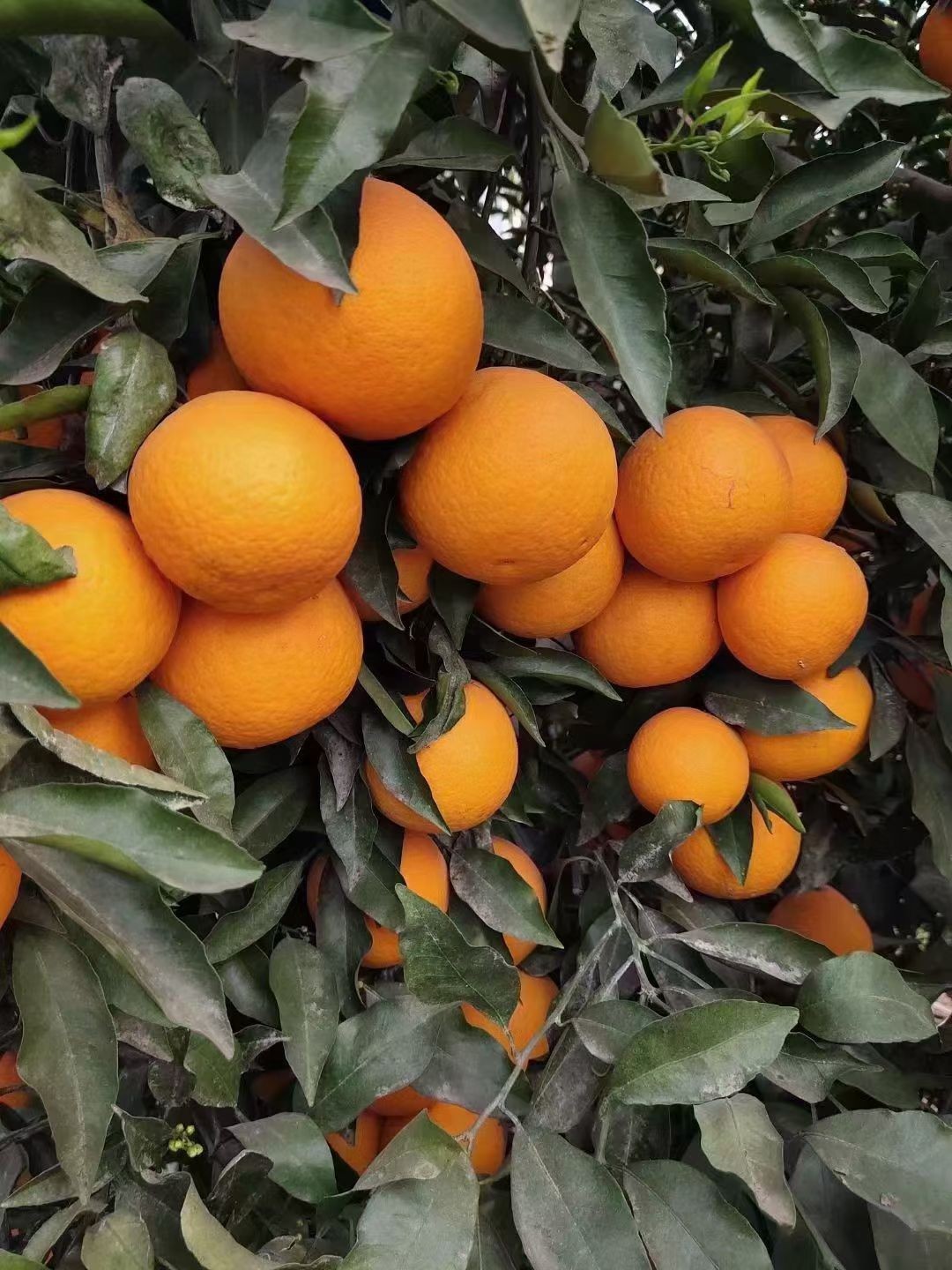 图片附件