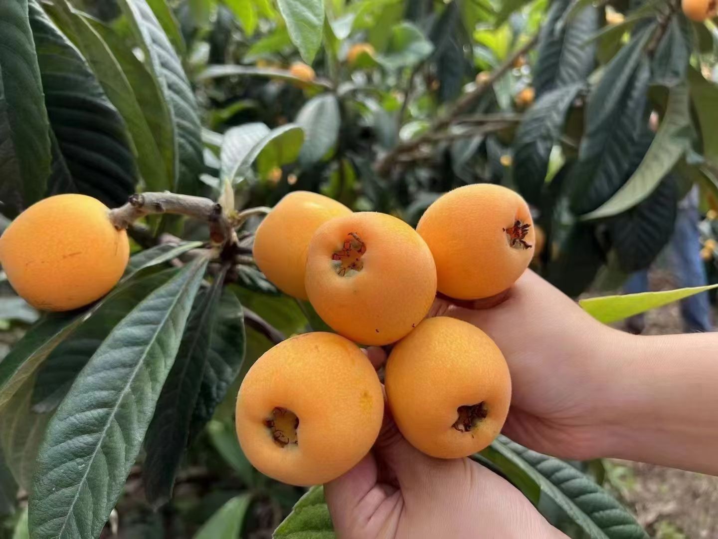 图片附件