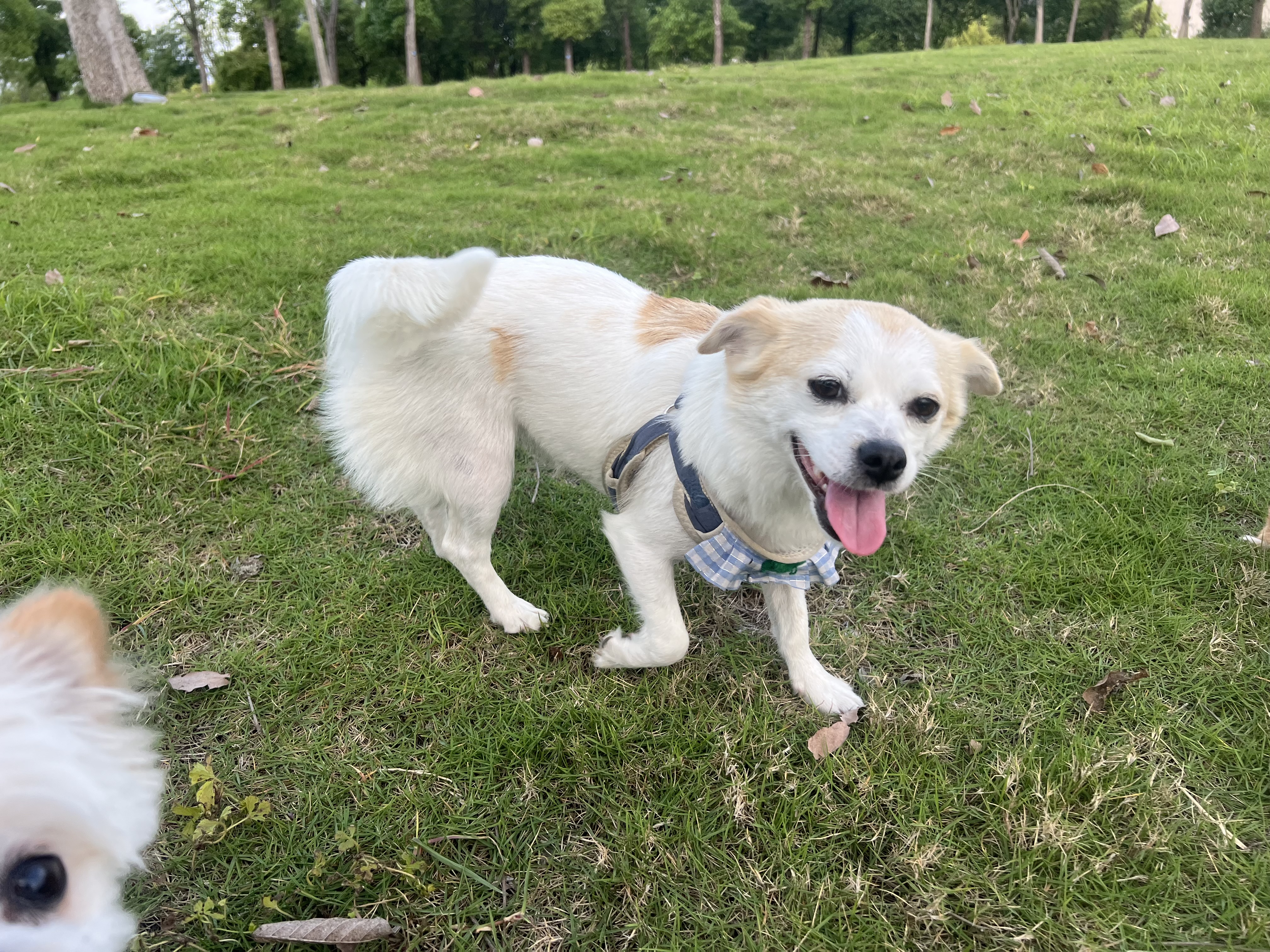 图片附件