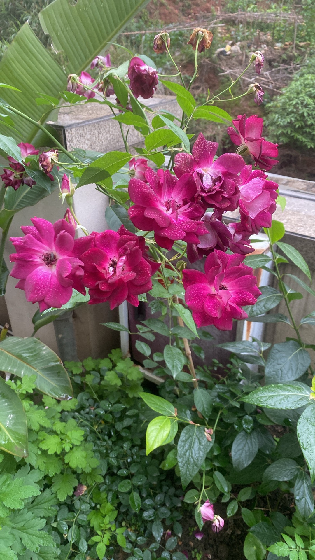 图片附件