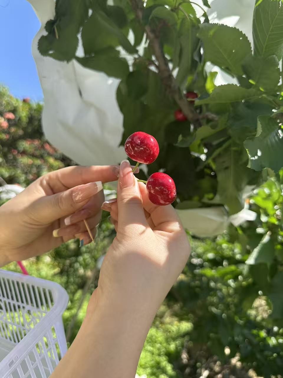 图片附件
