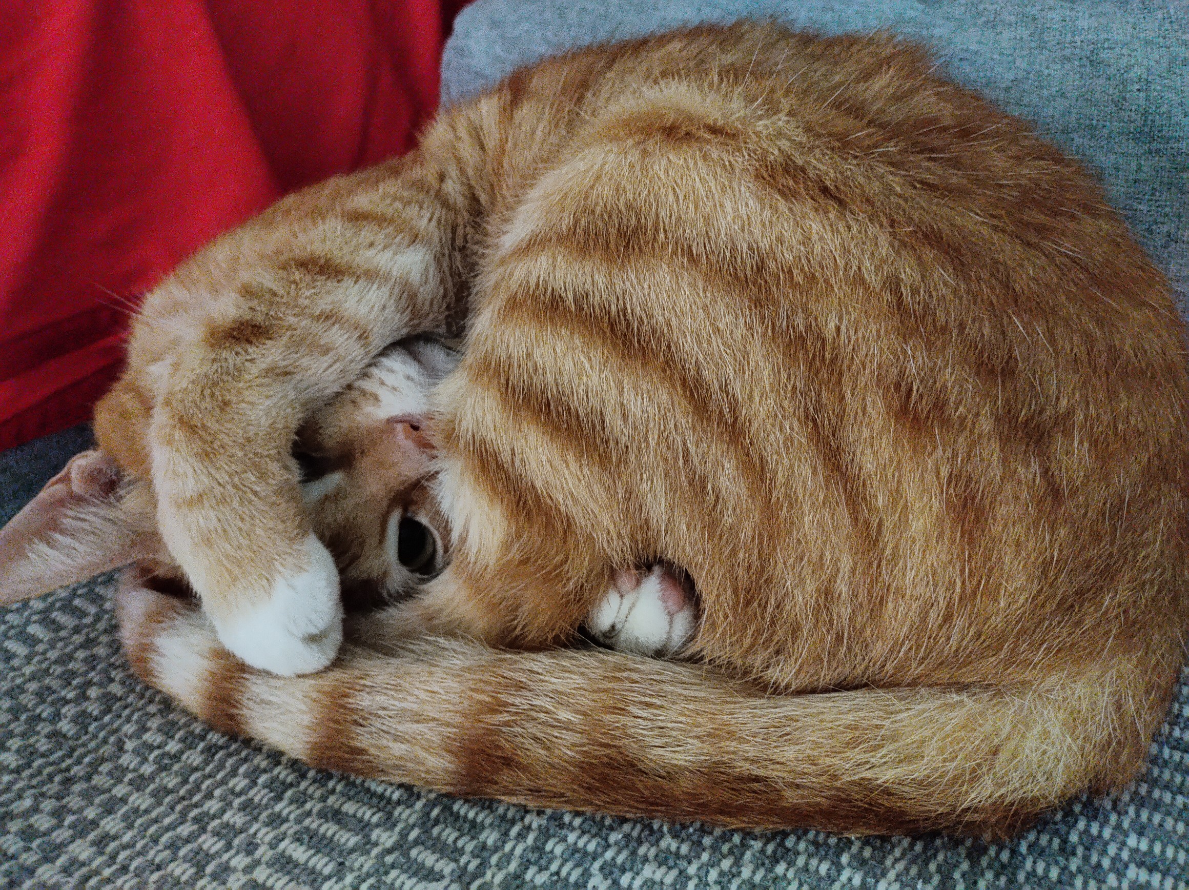 猫咪肛腺炎的居家护理步骤