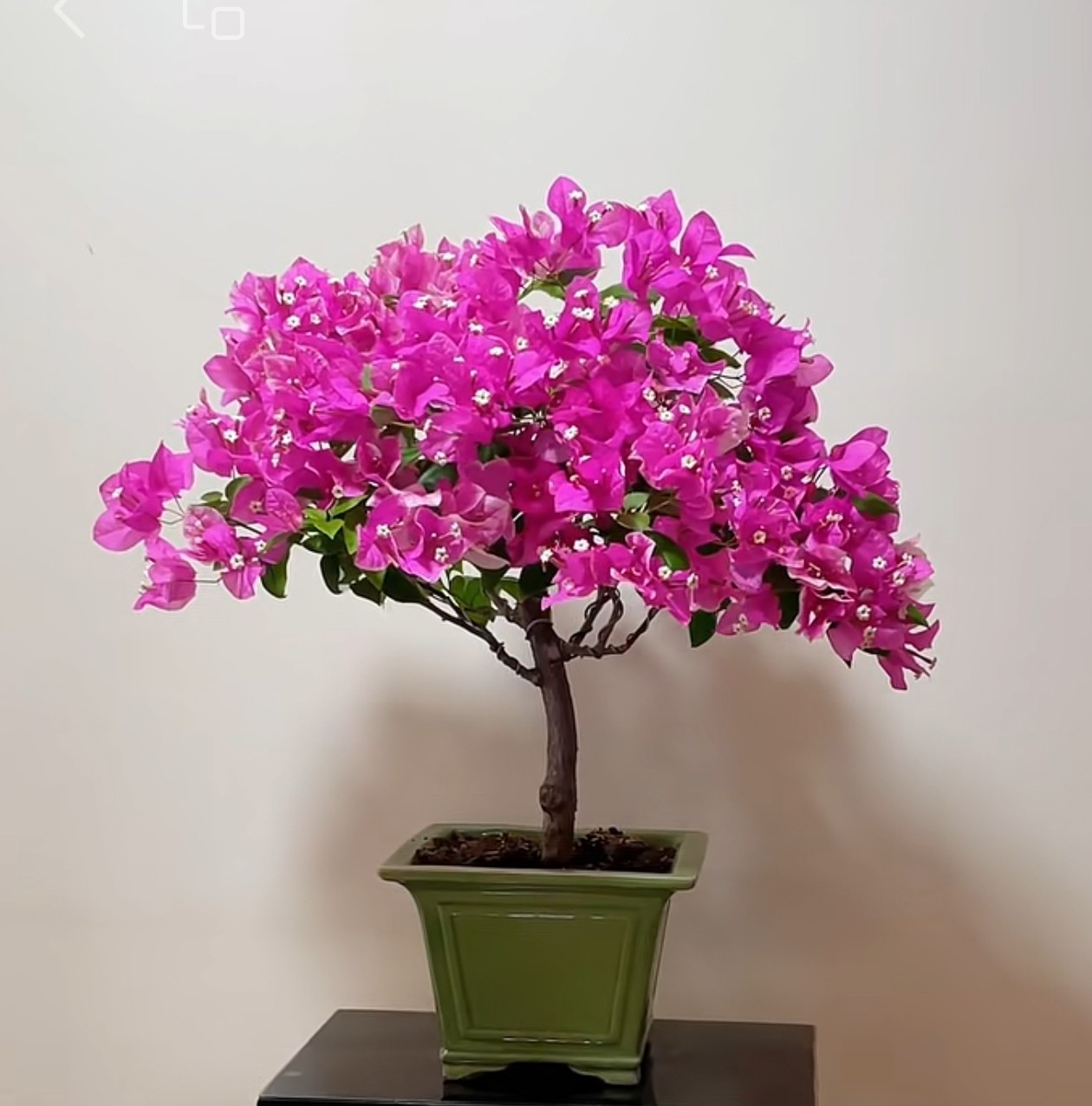 三角梅养护与苞片识别