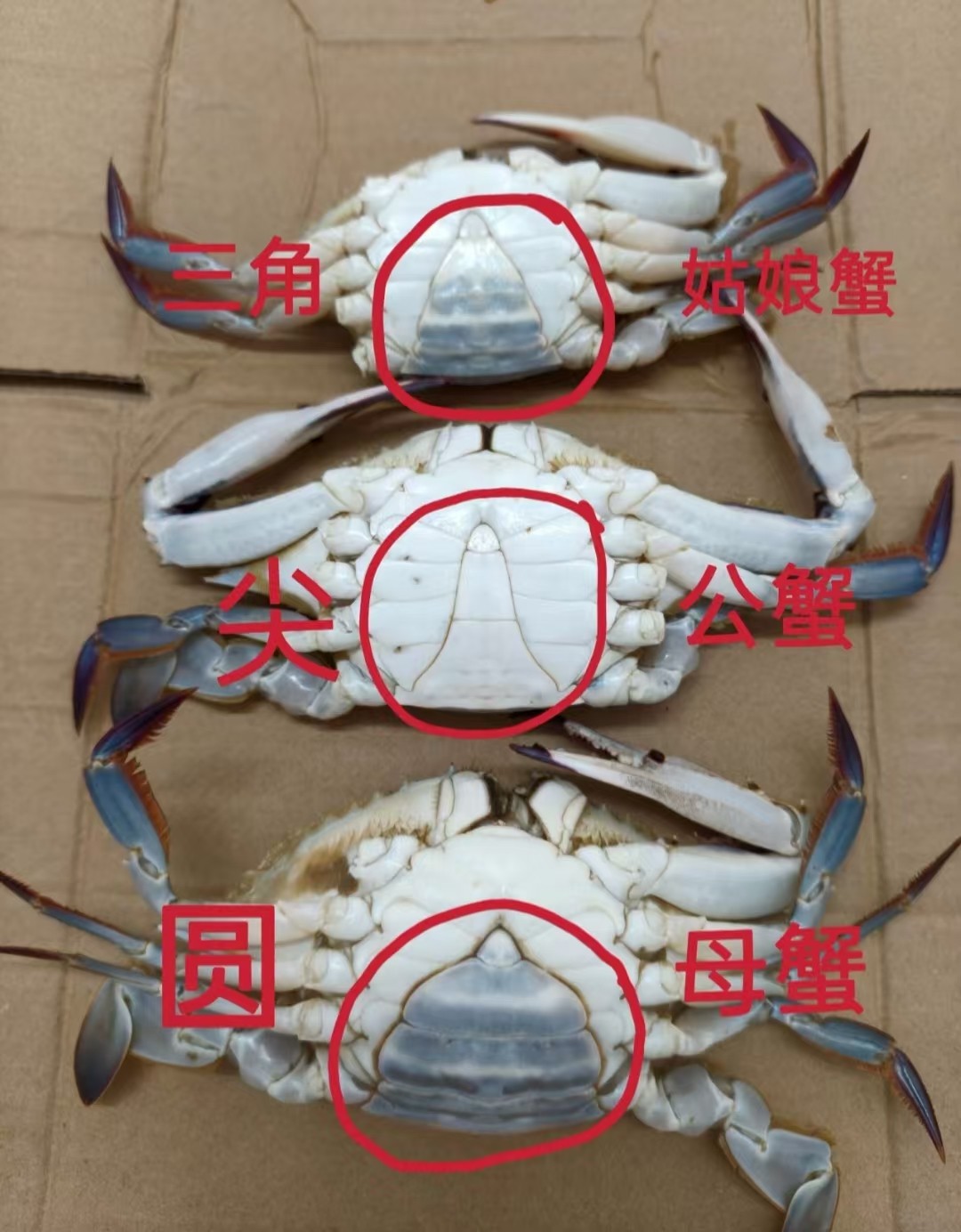 挑选活蟹与肥蟹的观察方法